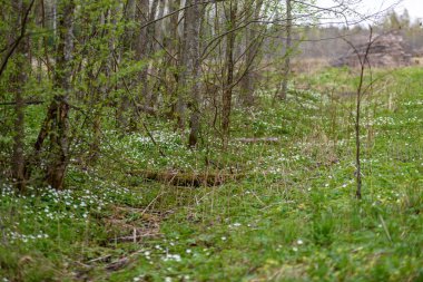 büyük alan bahar beyaz anemon çiçeği çiçek dolu. bir bitki genellikle parlak renkli çiçek taşıyan düğün çiçeği ailesinden. Anemon doğada yaygın olarak dağıtılır ve popüler Bahçe bitkileri birkaç türü vardır.