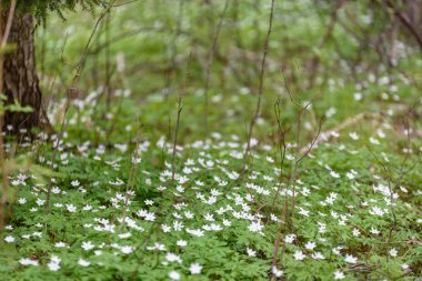 büyük alan bahar beyaz anemon çiçeği çiçek dolu. bir bitki genellikle parlak renkli çiçek taşıyan düğün çiçeği ailesinden. Anemon doğada yaygın olarak dağıtılır ve popüler Bahçe bitkileri birkaç türü vardır.