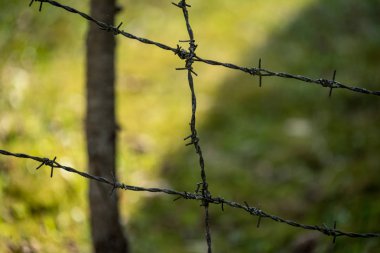 ağaç yaprak ve bitki yaz ışık yeşil zemin üzerine dikenli tel çit