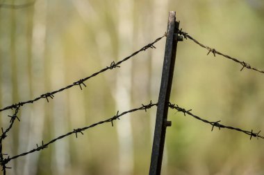 ağaç yaprak ve bitki yaz ışık yeşil zemin üzerine dikenli tel çit