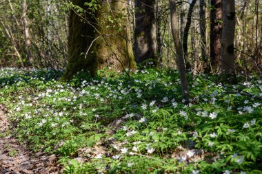 büyük alan bahar beyaz anemon çiçeği çiçek dolu. bir bitki genellikle parlak renkli çiçek taşıyan düğün çiçeği ailesinden. Anemon doğada yaygın olarak dağıtılır ve popüler Bahçe bitkileri birkaç türü vardır.