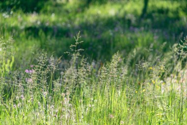 Yağmur çiy çim ve çiçek ile taze güzel yeşil çim mowed