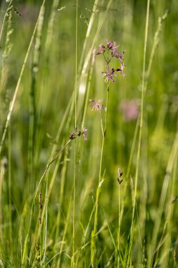 Yağmur çiy çim ve çiçek ile taze güzel yeşil çim mowed