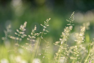 Yağmur çiy çim ve çiçek ile taze güzel yeşil çim mowed
