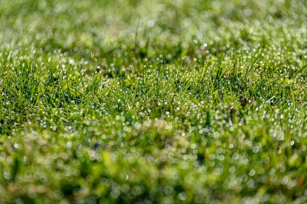 Красивая Зеленая Лужайка Свежескошенная Дождевой Росой Размытым Фоном Боке — стоковое фото