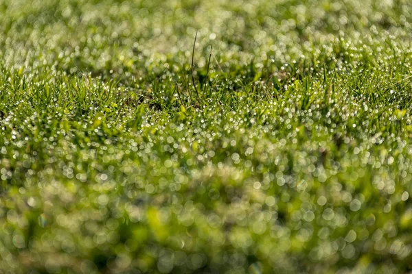 Красивий Зелений Газон Свіжо Коситься Дощовою Росою Розмитим Фоном Боке — стокове фото