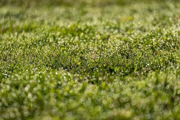 Hermoso Césped Verde Recién Cortado Con Rocío Lluvia Fondo Borroso —  Fotos de Stock