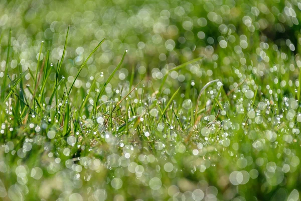 Belle Pelouse Verte Fraîchement Tondue Avec Rosée Pluie Fond Flou — Photo