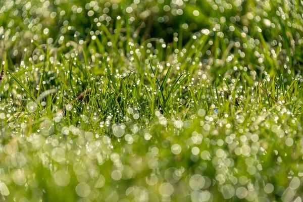 美しい緑の芝生が新鮮な雨の露で刈られ 背景ぼかしボケ — ストック写真