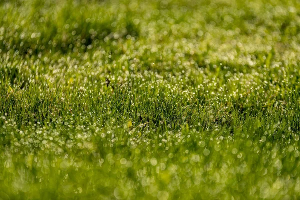 Schöner Grüner Rasen Frisch Gemäht Mit Regentau Und Hintergrund Verschwimmen — Stockfoto