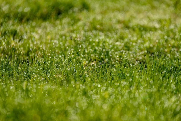 Schöner Grüner Rasen Frisch Gemäht Mit Regentau Und Hintergrund Verschwimmen — Stockfoto