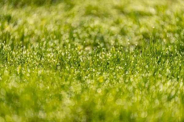 Красивая Зеленая Лужайка Свежескошенная Дождевой Росой Размытым Фоном Боке — стоковое фото