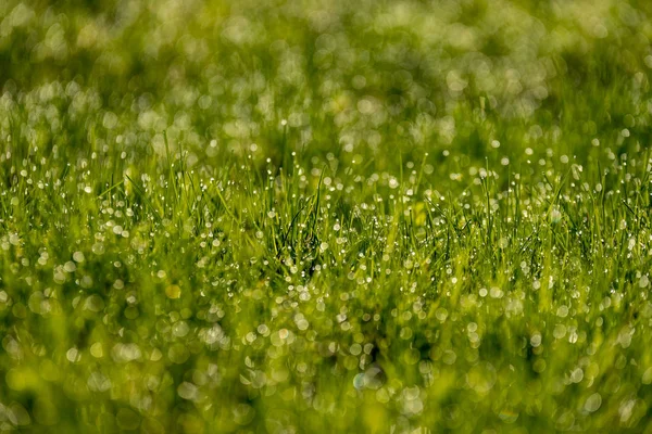 美しい緑の芝生が新鮮な雨の露で刈られ 背景ぼかしボケ — ストック写真