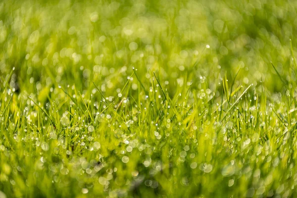 Hermoso Césped Verde Recién Cortado Con Rocío Lluvia Fondo Borroso —  Fotos de Stock