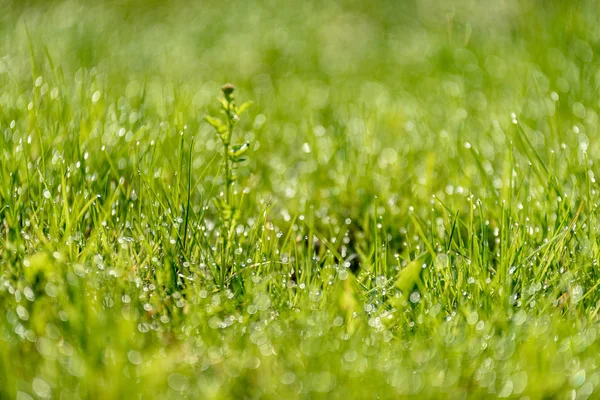 Lindo Gramado Verde Recém Cortado Com Orvalho Chuva Bokeh Borrão — Fotografia de Stock