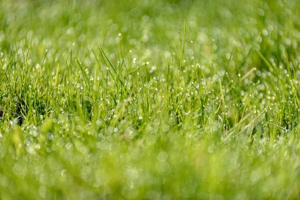 Beautiful Green Lawn Freshly Mowed Rain Dew Background Blur Bokeh — Stock Photo, Image