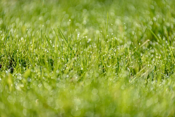 Bellissimo Prato Verde Appena Falciato Con Rugiada Pioggia Sfondo Bokeh — Foto Stock