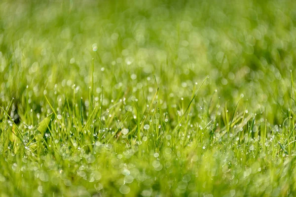 Vacker Grön Gräsmatta Mejade Nybakade Med Regn Dagg Och Bakgrund — Stockfoto