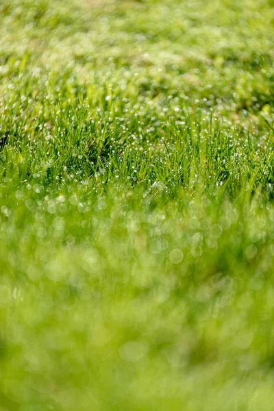 Красивий зелений газон щойно скошений. дефокус — стокове фото