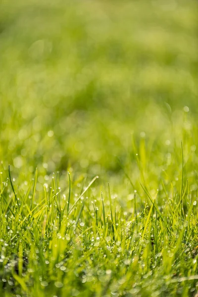 Bellissimo prato verde appena falciato. sfocare — Foto Stock