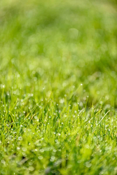 Bellissimo prato verde appena falciato. sfocare — Foto Stock