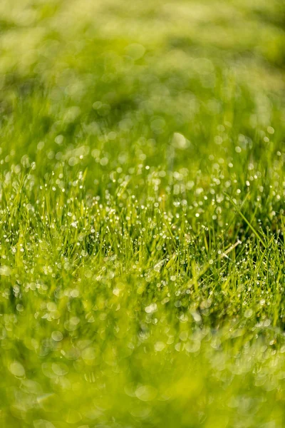 美しい緑の芝生が刈りたて。デフォーカス — ストック写真