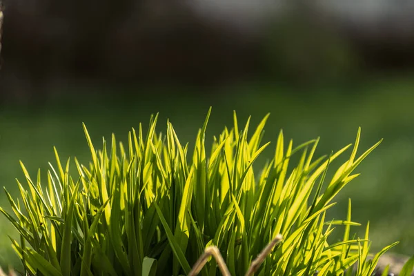 Beautiful green lawn freshly mowed