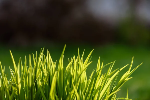 Lindo gramado verde recém-cortado — Fotografia de Stock