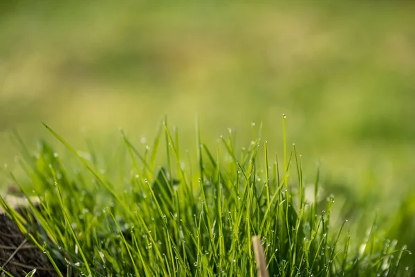 Belle pelouse verte fraîchement tondue — Photo