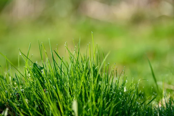 Beautiful Green Lawn Freshly Mowed Rain Dew Grass Flowers — Stock Photo, Image