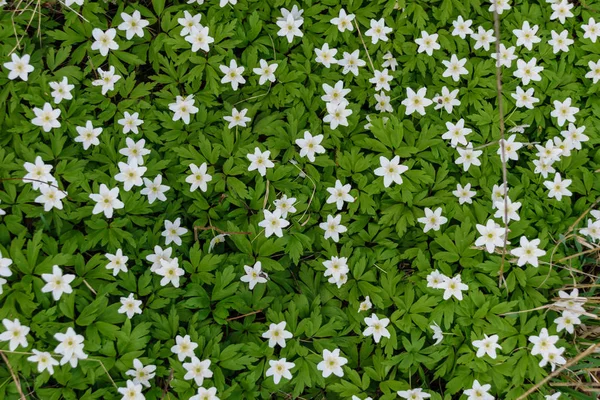 Gran campo de flores de anémona blanca en primavera — Foto de Stock