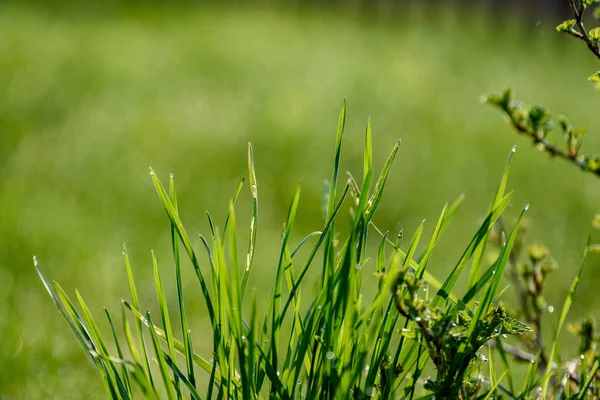 Красивий Зелений Газон Свіжо Коситься Дощовою Росою Траві Квітах — стокове фото