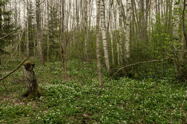 봄에는 흰 곰 꽃의 큰 분야 — 스톡 사진