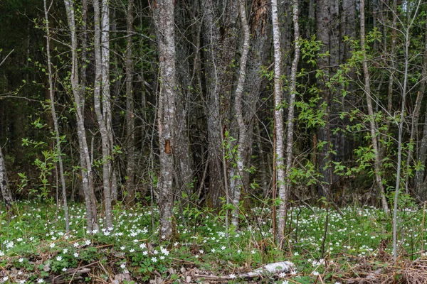 Grande campo de flores de anêmona branca na primavera — Fotografia de Stock