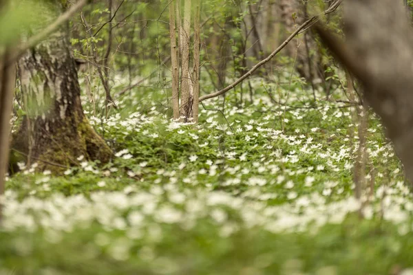 büyük alan bahar beyaz anemon çiçeği çiçek dolu. bir bitki genellikle parlak renkli çiçek taşıyan düğün çiçeği ailesinden. Anemon doğada yaygın olarak dağıtılır ve popüler Bahçe bitkileri birkaç türü vardır.