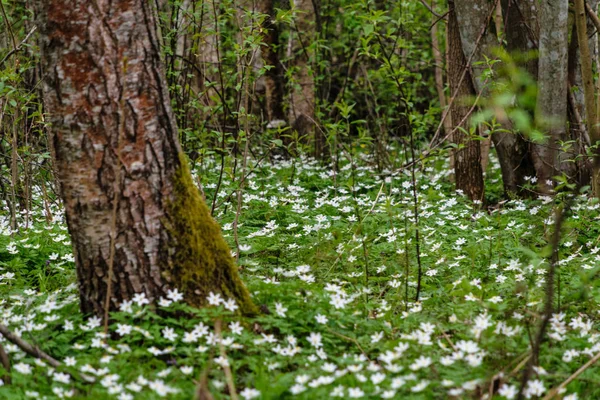 Grande Campo Fiori Anemone Bianco Primavera Una Pianta Della Famiglia — Foto Stock