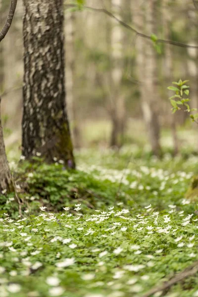 春に白いアネモネの花の大規模なフィールドは 通常明るく着色された花をつけるキンポウゲ科の植物 イソギンチャクが広く分布する野生といくつかの種類は人気のある園芸植物 — ストック写真