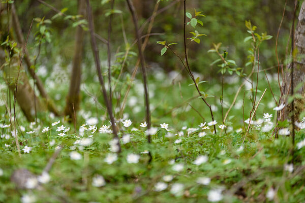 large field of white anemone flowers in spring. a plant of the buttercup family, typically bearing brightly colored flowers. Anemones are widely distributed in the wild, and several kinds are popular garden plants.