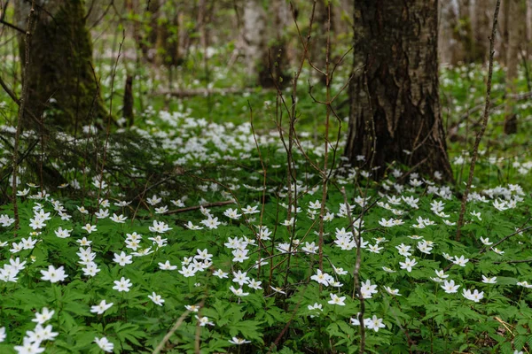 Grande Campo Fiori Anemone Bianco Primavera Una Pianta Della Famiglia — Foto Stock