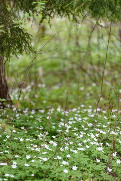 Grande Campo Fiori Anemone Bianco Primavera Una Pianta Della Famiglia — Foto Stock