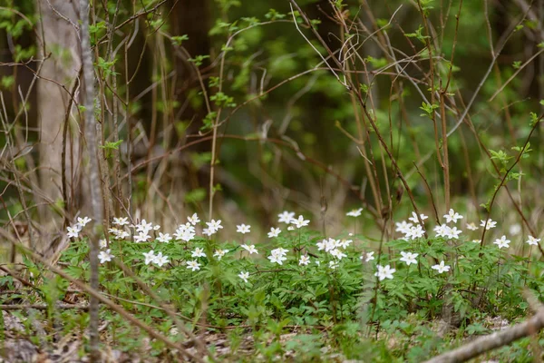 Grande campo di fiori di anemone bianco in primavera — Foto Stock