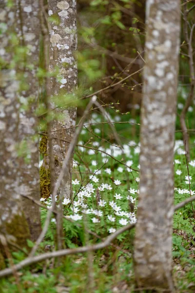 春に白いアネモネの花の大規模なフィールド — ストック写真