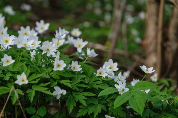 beyaz anemon çiçeği çiçek bahar büyük alan