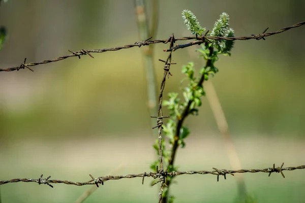 Levelei Növényzet Nyári Fényben Zöld Háttér Szögesdrót Kerítés — Stock Fotó