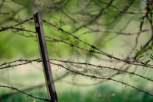 Barbed Wire Fence Green Background Tree Leaves Vegetation Summer Light — Stock Photo, Image