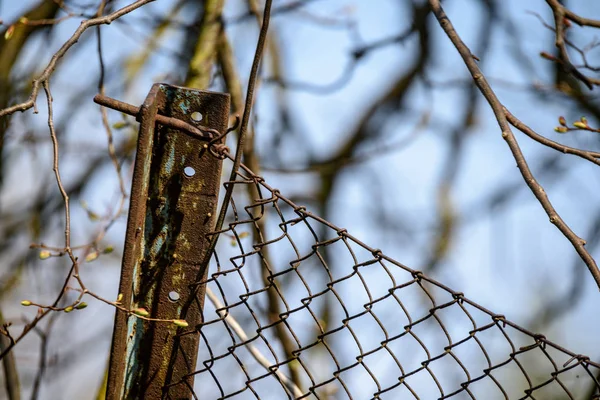 Barbed Wire Fence Green Background Tree Leaves Vegetation Summer Light — Stock Photo, Image