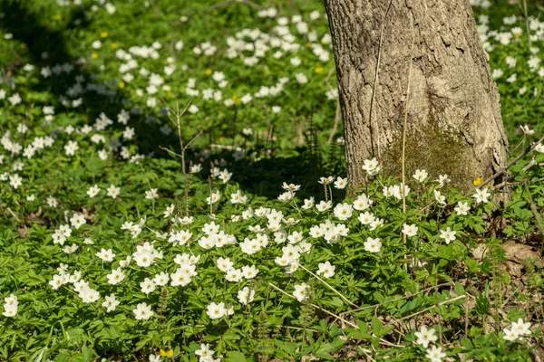 Grote Veld Van Witte Anemoon Bloemen Het Voorjaar Een Plant — Stockfoto