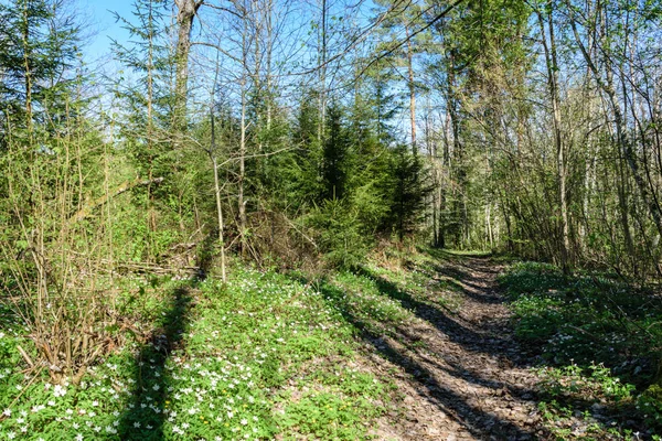 stock image large field of white anemone flowers in spring. a plant of the buttercup family, typically bearing brightly colored flowers. Anemones are widely distributed in the wild, and several kinds are popular garden plants.