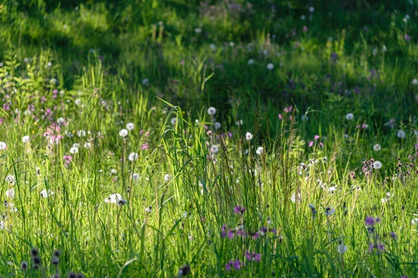 Beautiful green lawn freshly mowed with rain dew on grass and flowers