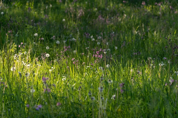 Красивая Зеленая Лужайка Свежескошенная Дождевой Росой Траве Цветах — стоковое фото